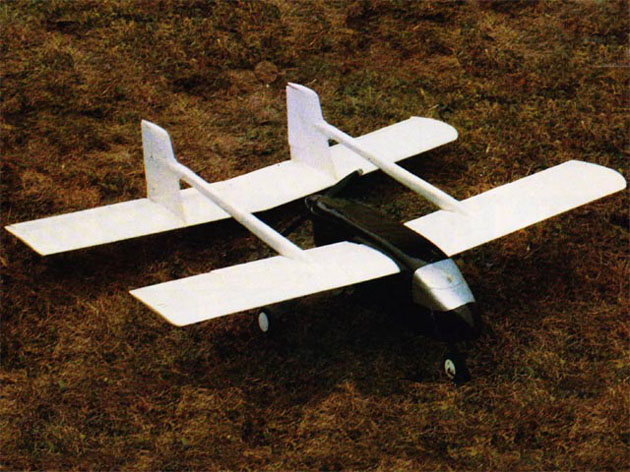 Wasp